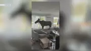 Moose Breaks Into Quebec Home, Causing Havoc in Living Room