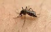 Mosquitoes May Be Learning to Ignore DEET, Study Suggests