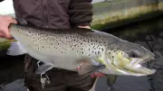 NB, Feds Invest Over $375K in Charlo Salmon Hatchery Upgrades