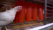 New $100M poultry facility in Woodstock to create 100 jobs, boost food sector