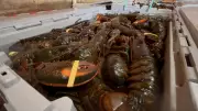 New Brunswick Unveils Plan to Combat Unreported Lobster Sales