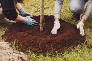 New Tecumseth to Host TreeFest 2026: Community Event Details