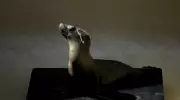 New Zealand Surf Event Halted as Sea Creature Bites Photographer