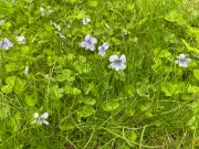 'No Mow May' Debate Grows as More Quebec Municipalities Adopt Campaign