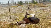 Northern Ont. police rescue moose tangled in wire fence on Highway 6