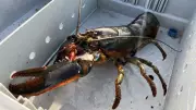 Nova Scotia Lobster Fishers Get New Bait Rules in LFA 33