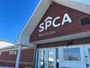 Nova Scotia SPCA Teams Up with App to Simplify Pet Adoptions