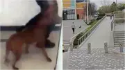 Off-Leash Dog Attack in Toronto Leaves Pet Dead, Police Warn Public