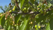 Okanagan Fruit Growers Face Devastating Losses Due to Harsh Weather