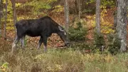 Ontario Hunters Fined $15K, Licences Suspended for Trespassing and Killing Cow Moose
