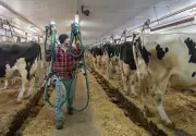 Ontario Introduces 6% Fat Milk: What Consumers Need to Know
