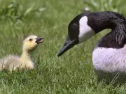 Ontario man fined $1,000 for throwing rocks at Canada geese