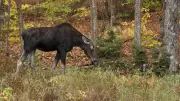Ontario Men Fined, Banned from Hunting After Illegal Moose Kill