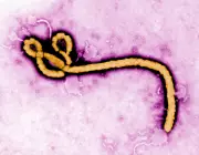 Ontario Tests Person for Ebola After Recent Travel to East Africa