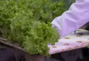 Opposition, Unions Warn Cuts May Harm Canada's Food Security