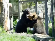 Orphaned Grizzly Cubs Fitz and Turner Thrive at Calgary Zoo