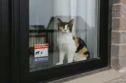 OSPCA Urges Pet Owners to Prepare for Emergencies