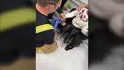Ottawa Firefighters Rescue Child's Finger from Toy Shovel