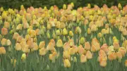 Ottawa Tulips Bloom: What You Need to Know About the 2026 Display