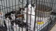 Over 60 Cats Rescued in Mississauga Animal Cruelty Case