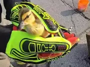 Owen Sound Firefighters Rescue Ducklings from Storm Sewer in Heartwarming Operation
