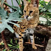 Owner Says African Serval Gary Will Suffer Under B.C. Exotic Cat Ban