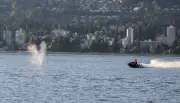 Park Board Considers Jet Ski Ban in Burrard Inlet After Grey Whale Struck