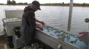 P.E.I. oyster growers face crisis as diseases devastate farms, some consider quitting