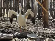 Pelican Rescued at Airport Nursed Back to Health by Calgary Wildlife