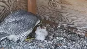 Peregrine Falcons Hatch Three Chicks at Université de Montréal
