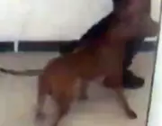Pit Bull Mix Found After Deadly Attack on Dog in Toronto