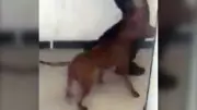 Police search for dog that killed smaller dog, injured owner in Toronto
