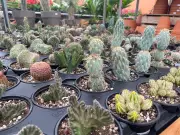 Quebec's Illegal Plant Trade Surges: Study Reveals Growing Problem
