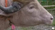 Rare Albino Buffalo 'Donald Trump' Spared from Eid Sacrifice in Bangladesh