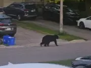 Rare Black Bear Sighting in Oshawa Neighbourhood Stuns Residents