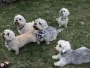 Rare Dandie Dinmont Terriers to Parade at Edmonton's Hawrelak Park on June 6