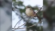 Rare Vermilion Flycatcher Spotted in Alberta for First Time Ever