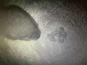 Rare Video Captures Newborn Vancouver Island Marmots at B.C. Recovery Centre