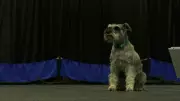 Regina Kennel Club Celebrates 110 Years with Annual Dog Trials