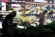 Rising Fuel Costs Hurt Montreal Garden Centres Ahead of Mother's Day