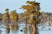 Rising Seas Will Swallow New Orleans, Scientists Urge Relocation Now