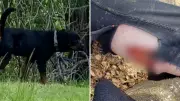 Rottweilers in East London Dog Attack Were Known to Animal Control