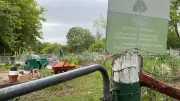Sandy Hill Community Garden Closing Unexpectedly, Upsetting Residents