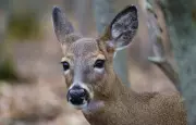 Saskatchewan Big Game Hunting Draw Now Open for 2026 Season