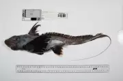 Scientists Discover Over 1,100 New Ocean Species, Including 'Ghost Sharks'