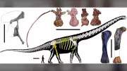Scientists Unearth Southeast Asia's Largest Dinosaur in Thailand