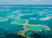 Shark Kills Spearfisher in 'Terrifying' Attack at Great Barrier Reef