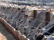 South American Trade Deal Threatens Canada's Beef Industry: Cattle Farmers Warn