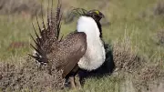 Southern Alberta Land Set Aside to Protect Endangered Greater Sage-Grouse