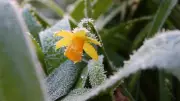 Spring Frost Returns to Maritimes: Forecast and Historical Data